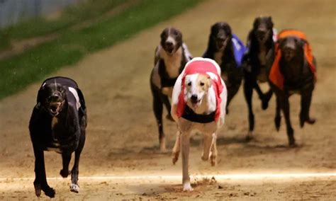 coral greyhound betting|Premier Greyhound Racing Regency final preview: Guide to the .